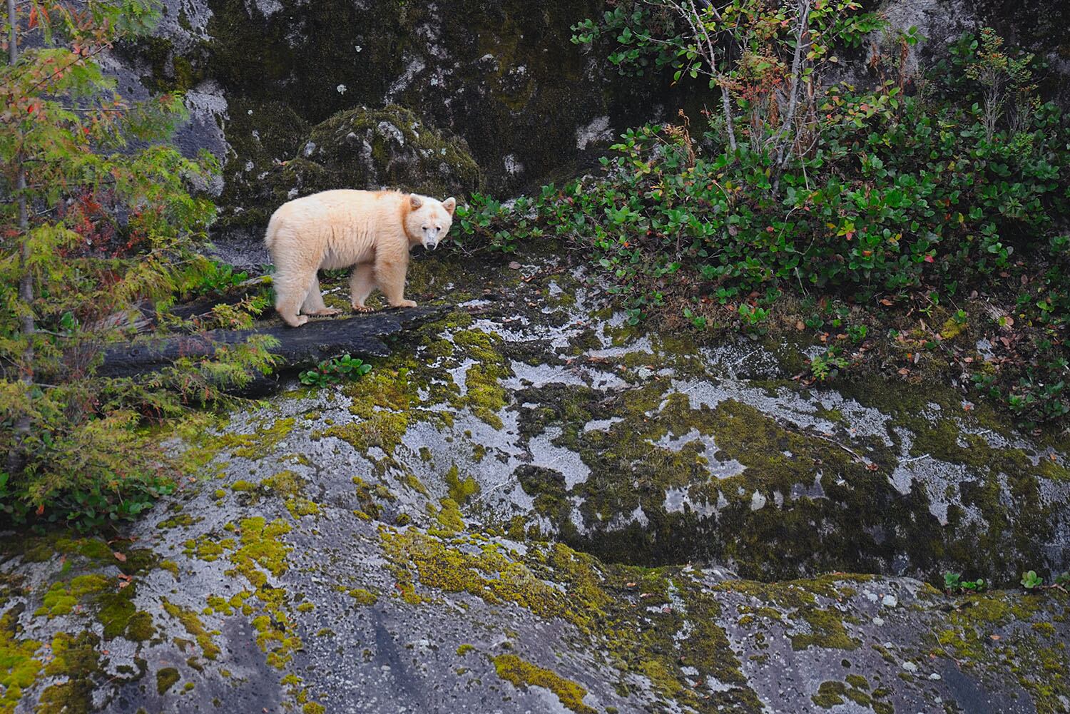 2023_06_Manitou_Creek_spirit_bear
