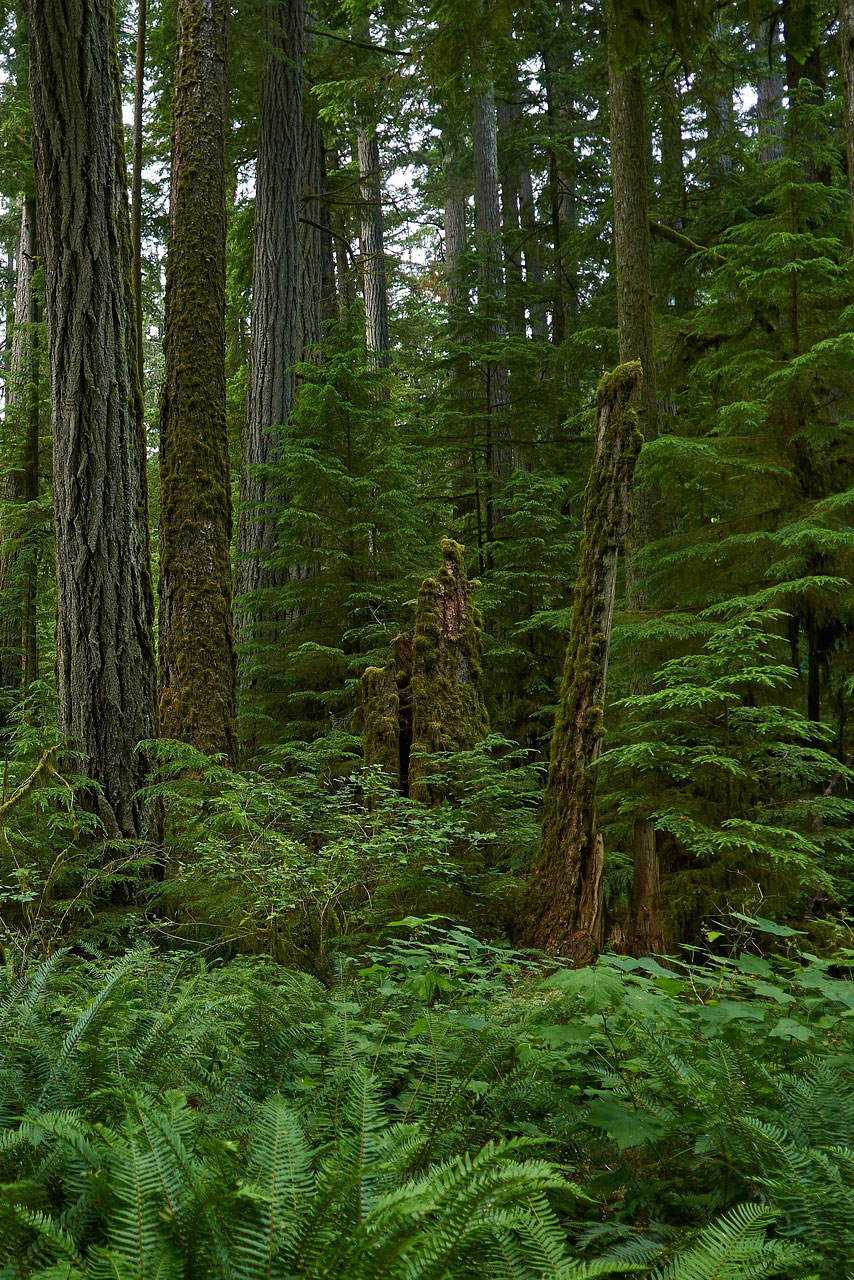 timber-manitou-creek
